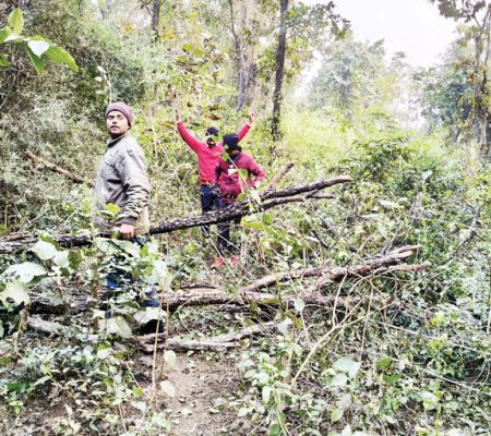 बिजली लाइन पर पेड़ काटे जाने से आपूर्ति ठप, 10 गांव अंधेरे में
