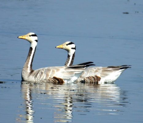 मंगोलिया से आए मेहमान,  पर्यटकों की बढऩे लगी रुचि 