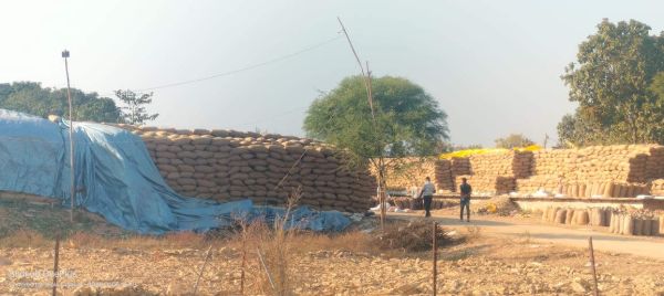 धान उपार्जन केंद्रों में उठाव की गति धीमी, संकट गहराया