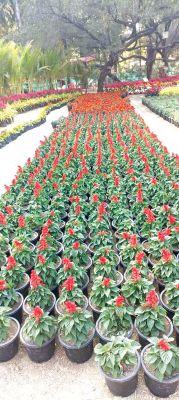 फ्लावर शो कल से