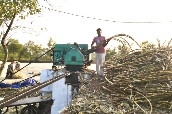 जीवन शैली का ज्ञान देती है गन्ना की खेती...