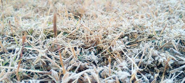  उत्तरी छत्तीसगढ़ में शीतलहर का कहर, पाट क्षेत्रों  में पाला,न्यूनतम तापमान 2 डिग्री तक लुढक़ा