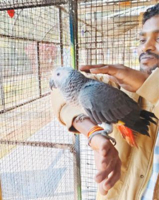 ब्लू गोल्ड मकाऊ और अफ्रीकन ग्रे पैरेट से बर्ड पार्क गुलजार