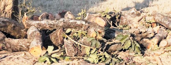 सडक़ किनारे काट दिया गया  हरा-भरा महुआ का पेड़, वन विभाग मौन