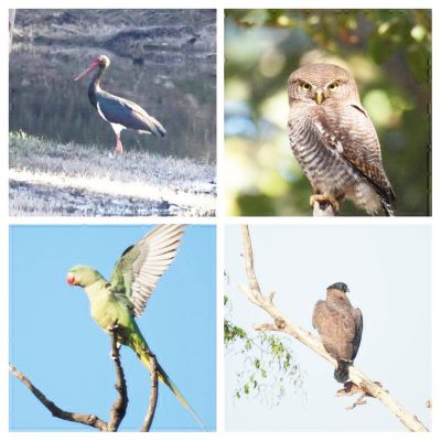 बारनावापारा अभयाण्य में बर्ड सर्वे, 200 से अधिक पक्षी प्रजातियों का रिकॉर्ड दर्ज