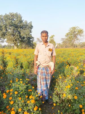 गेंदा की खेती से देवानंद निषाद कर रहा एक एकड़ में ढाई लाख की कमाई