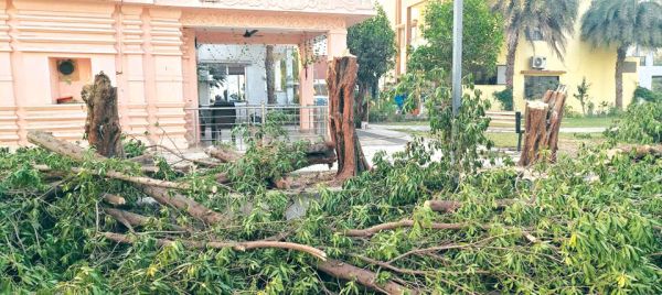 टहनी छंटनी के नाम पर बड़े पेड़ काटे