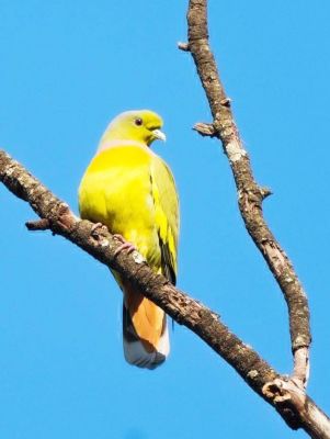 बारनवापारा अभयारण्य में बरसों बाद नजर आया दुर्लभ ऑरेंज-ब्रेस्टेड ग्रीन-पिजन