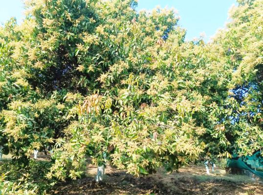 बसंत का संदेश लेकर आ गए आम...