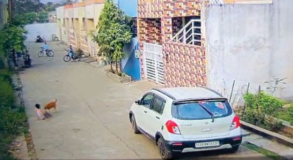 आवारा कुत्तों के आतंक से परेशान हैं आजाद वार्ड के लोग