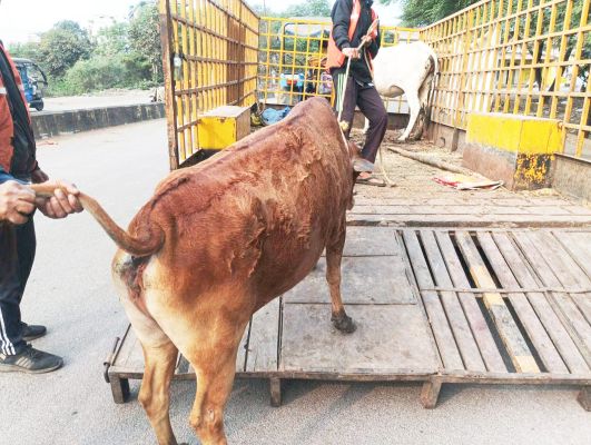 कांजी हाउस में रखे आधा दर्जन मवेशियों की नीलामी