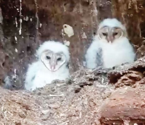  देव स्थल के पेड़ पर दिखे सफेद रंग के तीन पक्षी, वन विभाग ने संजय पार्क में रखा