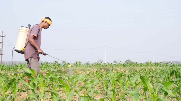 धान के बाद मक्के की खेती