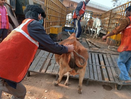 निगम ने चौक-चौराहों से पकड़े आधा दर्जन मवेशी