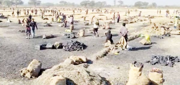 अमेरा खदान से बड़े पैमाने पर कोयला चोरी, रोज 100 टन से अधिक उठाव का आरोप, वीडियो फैला