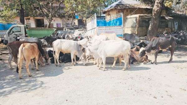 32 मवेशियों को तस्कर के चंगुल से कराया मुक्त 