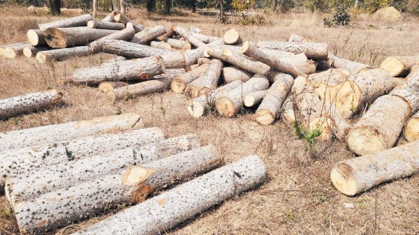 डोंगरीपाली क्षेत्र में सेमल पेड़ों की कटाई के आरोप