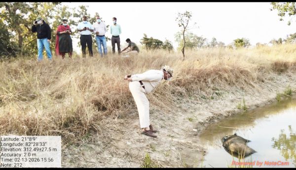 बगारपाली क्षेत्र में मृत जंगली सूअरों की संख्या 15 पहुंची