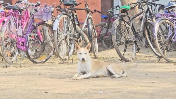  मध्यान्ह भोजन के दौरान स्कूल परिसर में आवारा कुत्ता!