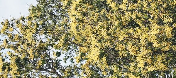 बौर से लदे आम के पेड़,  बम्पर पैदावार की उम्मीद