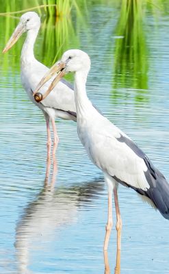 कसेकेरा के बड़े तरिया और विज्ञान आश्रम में पक्षियों की गणना