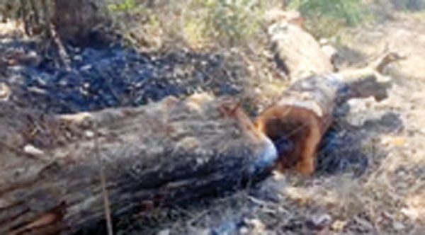 नेवता-जूनापानी सडक़ निर्माण में बड़ा खेल! बिना अनुमति 50 से अधिक पेड़ काटे