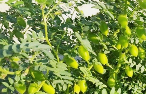 पीएम आशा योजना: ओन्हारी फसलों की खरीदी शुरू