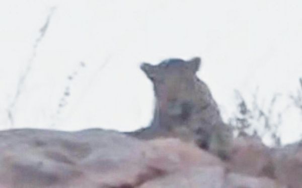 तेंदुए की मौजूदगी, वीडियो फैलाV, पदचिन्ह मिलने के बाद वन विभाग अलर्ट