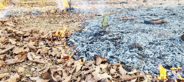 वनों में आग से पौधे नष्ट