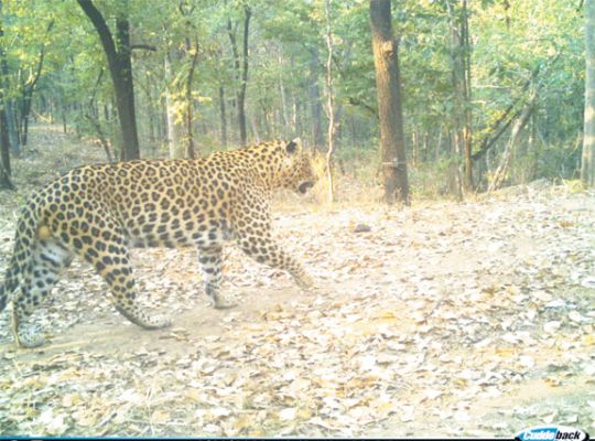 यूएसटीआर के ट्रैप कैमरे में वन्य प्राणियों की तस्वीरें कैद