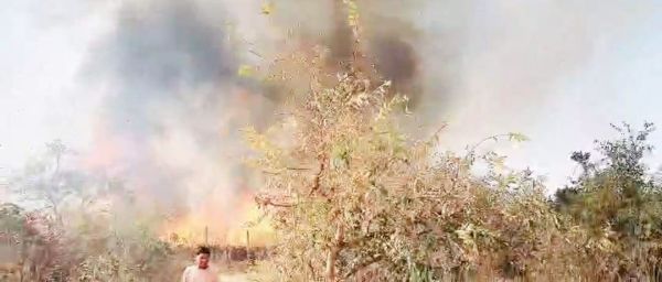 आग से सैकड़ों पेड़ खाक