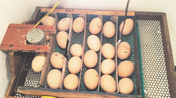 कबाड़ से जुगाड़ कर बना ली चिकन हैचरी हैचिंग मशीन