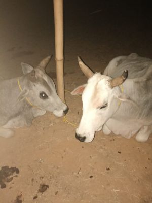 ग्रामीणों ने संदिग्ध पिकअप रोकी