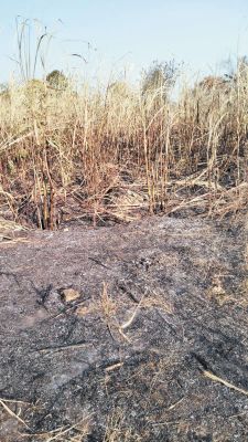 लहलहाती फसल को शरारती तत्वों ने लगाई आग