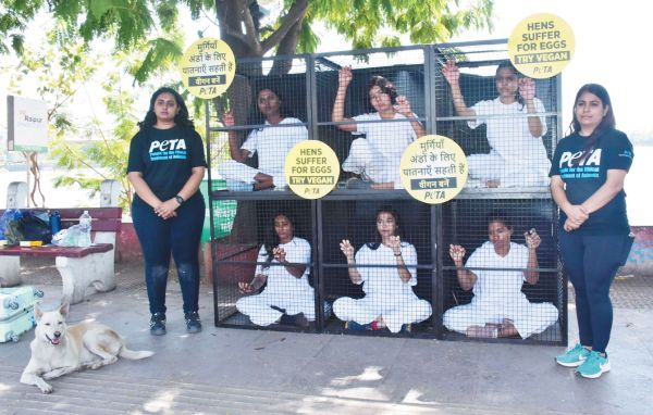 पिंजरों में खुद को कैद कर मुर्गियों के दर्द से किया जागरूक