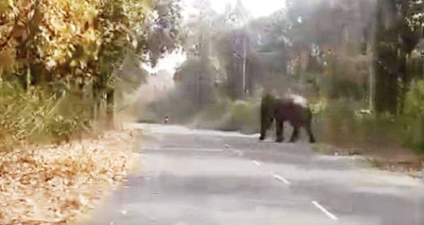 हाथी की फोटो लेना पड़ा भारी, गुस्साए हाथी ने बाइक उठाकर पटक दी