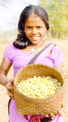 बस्तर के जंगलों में पीले-सुनहरे महुआ फूलों की बहार