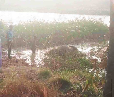 कुरकुट नदी में 2 हाथी के बच्चे का शव मिला