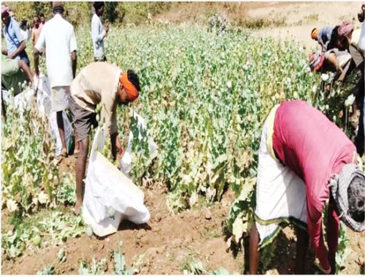 कोरंधा में भी पकड़ाई अवैध अफीम की खेती