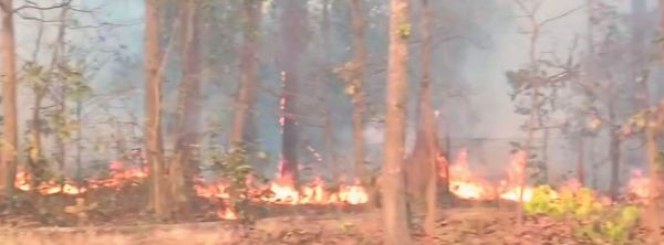  जंगलों में लगी आग से वनों को भारी नुकसान