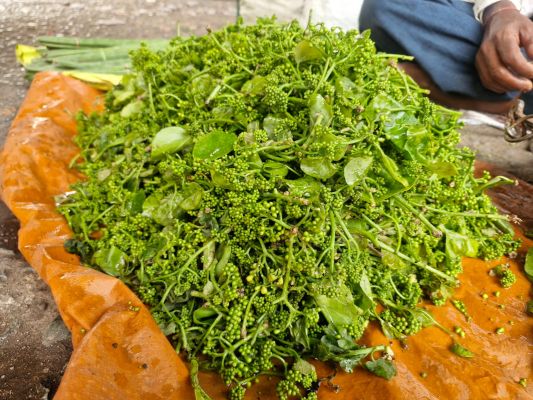 औषधीय गुणों से भरपूर ‘बोहार’ भाजी की बाजार में बहार