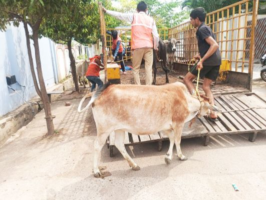 निगम की टीम ने पकड़े आधा दर्जन मवेशी