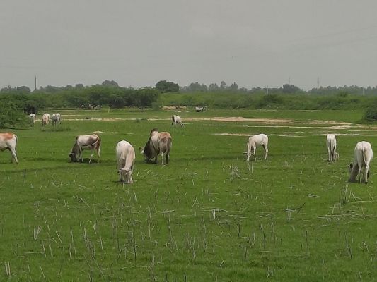 सुहेला क्षेत्र में हजार एकड़ की धान फसल में सिंचाई नहीं हो पा रही