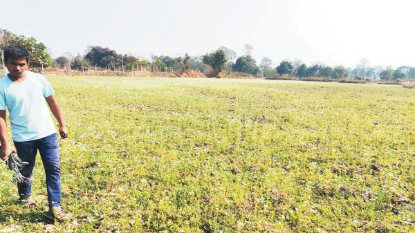 उद्यानिकी खेती से मिल रहा प्रमोद को अच्छा मुनाफा