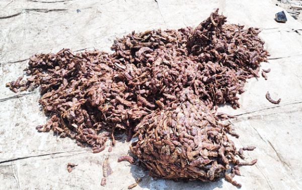 इमली ने तोड़ा रिकॉर्ड