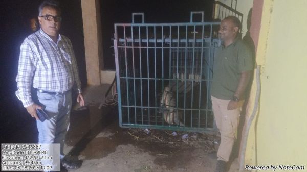 लंगूर ने किया राहगीरों को जख्मी, वन विभाग ने सुरक्षित पकड़ा