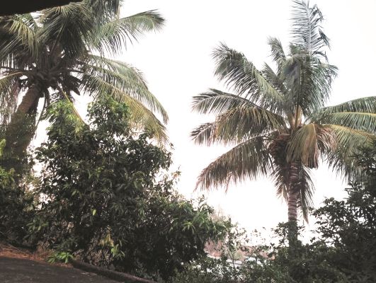 सुबह झमाझम बारिश, रात में दर्जनों पेड़-खम्भे गिरे