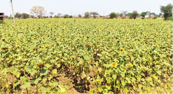 बलौदाबाजार के किसान ग्रीष्मकालीन धान के बदले सूरजमुखी की खेती की ओर अग्रसर