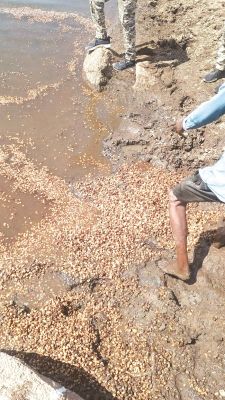 800 किलो अवैध महुआ लाहन नष्ट