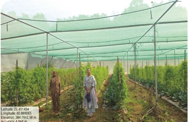 सब्जी उत्पादन में नवाचार:आधुनिक तकनीक अपनाकर मैना बाई बनीं सफल उद्यानिकी किसान